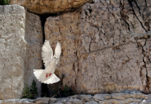 Beautiful white pigeon taking off from the wailing wall in Jerusalem.
