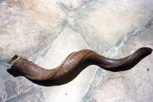 Long_Shofar2