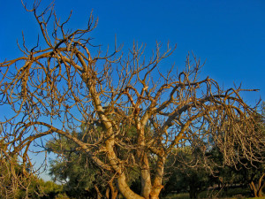 dead-fig-tree